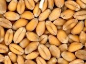 В Херсонской области сельский голова требовал взятку в виде 70 тонн пшеницы