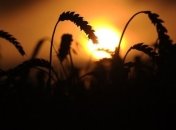 Юг Украины из-за засухи потерял половину урожая зерна