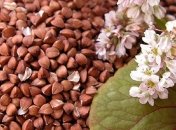 В Украине увеличат площадь посева гречихи