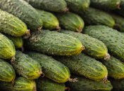 Огурцы выращивают практически на каждом огороде