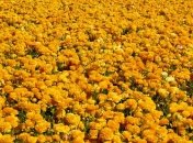 Прогноз погоды на 16 августа: в воскресенье будет жарко и сухо