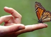 Власти Мексики сделали важный шаг в защите бабочек-монархов