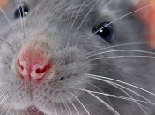 Кто же первым ступит на красную планету?