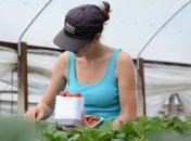 Уряд розглядатиме кожен запит щодо сезонних працівників з України окремо