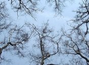 Погода в Украине на 21 декабря: преимущественно без осадков 