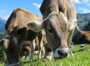 В Швейцарии провалились два референдума