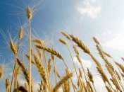  Мораторий на экспорт пшеницы больно ударит по фермерам  