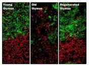 Впервые в мире проведена прямая регенерация живого органа