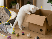 Кошки любят уютные и сухие места