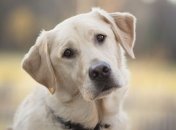 Собака не дала преступникам сбежать из тюрьмы на Корфу