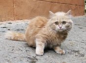 В Одессе заработала первая в Украине скорая помощь для бездомных животных