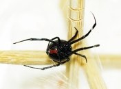 Нападение ядовитых пауков на базу британских ВМС