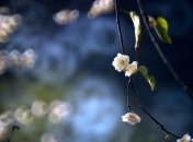 Прогноз погоды в Украине на 11 мая: солнечно почти во всех областях