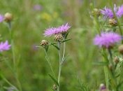 Украину накроет сильная жара, местами до +34°