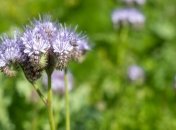 Посадка фацелії на городі для покращення урожаю овочів