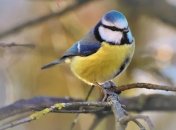 5 февраля - приметы и обряды в Агафьин день