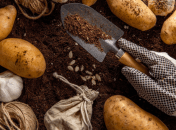 Капустянка не буде турбувати ваші овочі