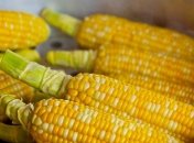 Кукуруза: польза и вред для здоровья