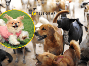 Багато собак