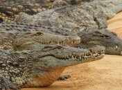 Как лошадь: некоторые виды крокодилов могут скакать