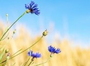 Когда в Украину вернется лето: прогнозы синоптиков