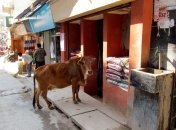 С малышом в Индию: всеядные коровы и туристический хлам