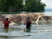 Ученые разгадали тайну 35-тонного морского существа в Индонезии (Видео) 