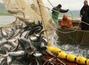 Вчені прогнозують зникнення більшості видів риб до 2048 року