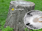 Колаж "Телеграфу"