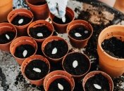 Простой способ улучить всхожесть семян