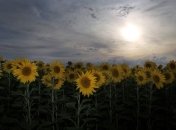 В субботу в Украине местами похолодает до +7°С