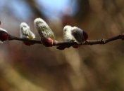 Президент поздравил верующих с Пасхой и Вербным воскресеньем