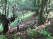 На Закарпатье браконьер ранил ребенка, собиравшего грибы в лесу