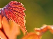 Прогноз погоды на 14 сентября: в Украину идет потепление