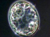 Ученые засняли формирование лица эмбриона