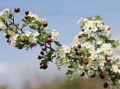 Україну прогріє до +17°, але з понеділка похолодає