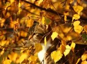 Чего жителям столицы ждать от погоды