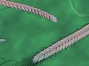 Ученые описали "червей" докембрийской эпохи (Видео)