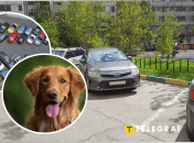 У Херсоні пес спить на припаркованих авто