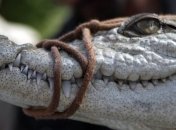 В ЮАР ловят 10 тысяч сбежавших крокодилов