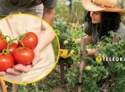 Чем подкормить помидоры в августе