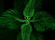 Названы самые полезные свойства крапивы