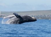 Стали делать это больше: почему киты выбрасываются на берег чаще