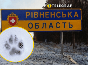 В Ровенской области заметили дикого волка