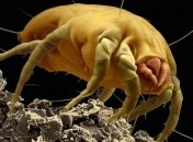 Деревенских детей от астмы защищает пыль  