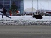Пришлось начать утро с пробежки: в России медведь устроил погоню за людьми посреди горда (видео)