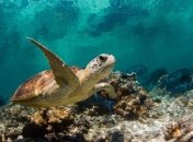 Австралийские черепахи могут исчезнуть с лица Земли из-за пластика 