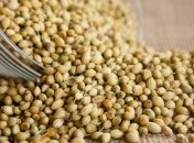 Очень полезная пряность: чем же так полезен кориандр для организма