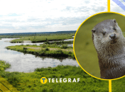 Видра речная, иллюстративная фото