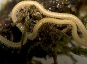 Создание с 750 "ногами" найдено в Силиконовой долине